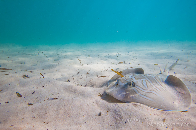 jakobdezwart-manyana-underwater-1880