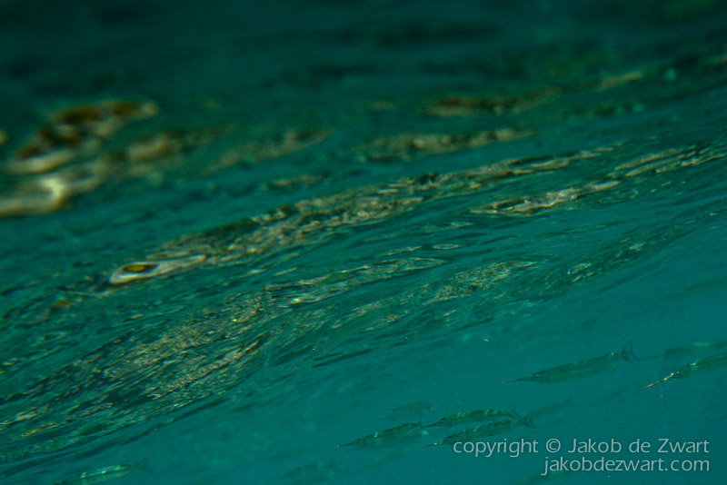 jakobdezwart-underwater-gordon'sbay-0334