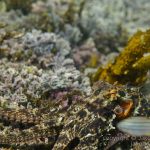 jakobdezwart-underwater-gordon'sbay-0460