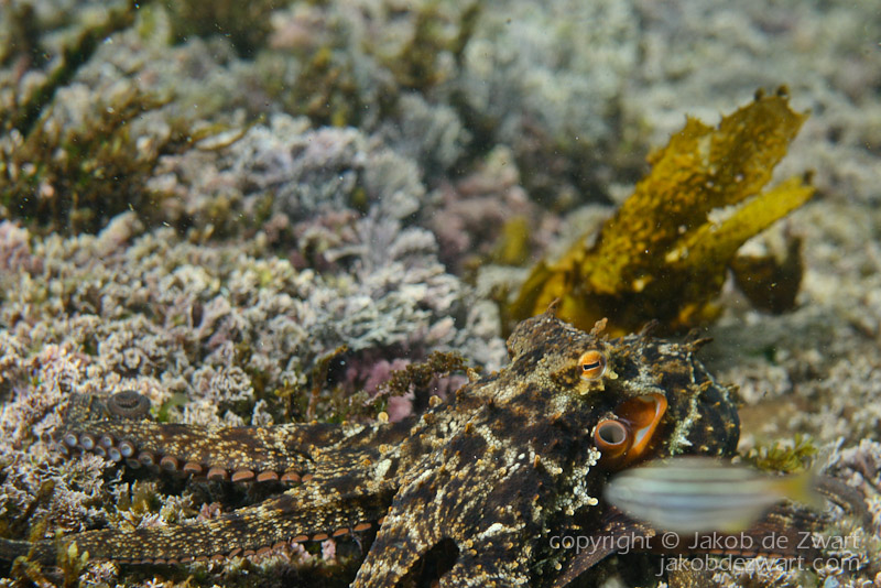 jakobdezwart-underwater-gordon'sbay-0460