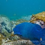 jakobdezwart-underwater-gordon'sbay-2184