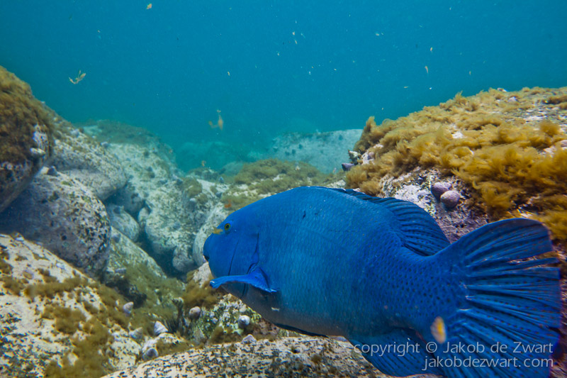 jakobdezwart-underwater-gordon'sbay-2184