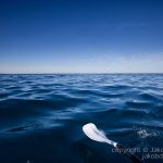 jakobdezwart-underwater-gordon'sbay-3668