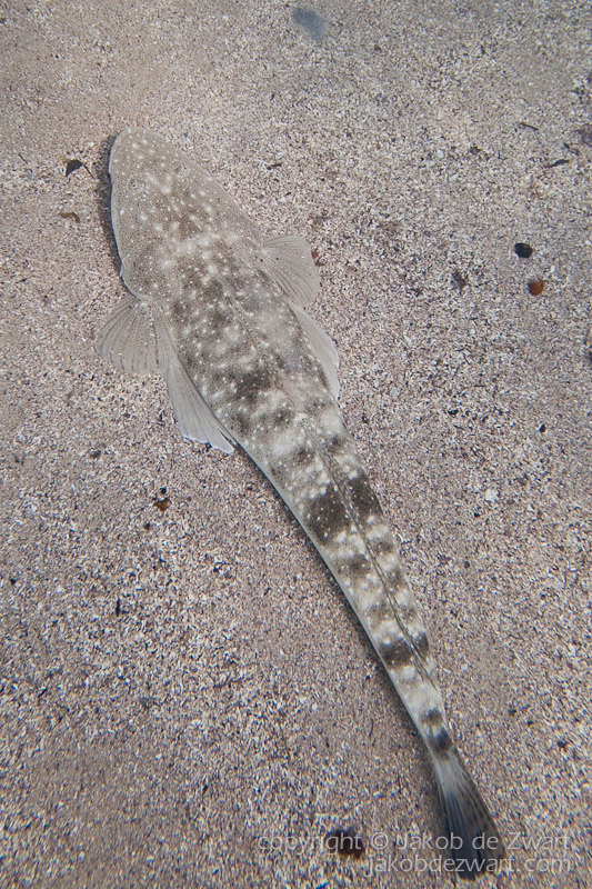 jakobdezwart-underwater-gordon'sbay-5543
