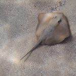 jakobdezwart-underwater-gordon'sbay-5561