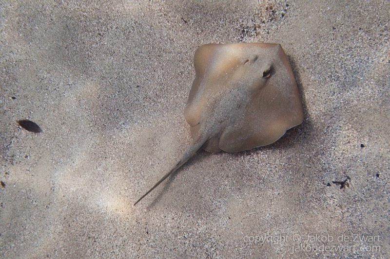 jakobdezwart-underwater-gordon'sbay-5561