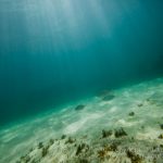 jakobdezwart-underwater-gordon'sbay-5608