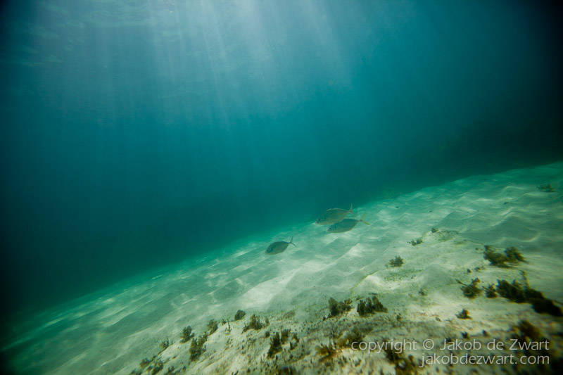 jakobdezwart-underwater-gordon'sbay-5608