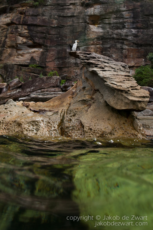 jakobdezwart-underwater-gordon'sbay-5656