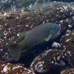 jakobdezwart-underwater-gordon'sbay-5769