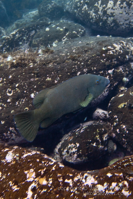jakobdezwart-underwater-gordon'sbay-5769