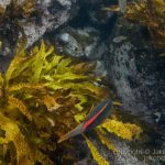 jakobdezwart-underwater-gordon'sbay-5810