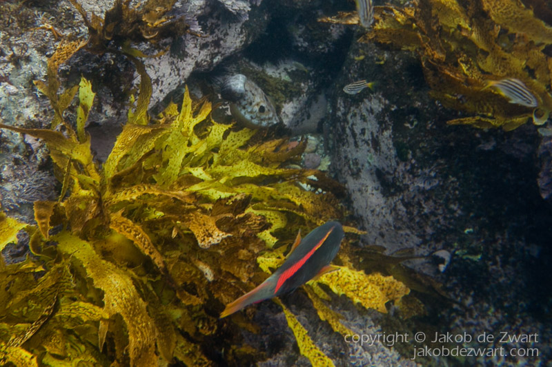 jakobdezwart-underwater-gordon'sbay-5810