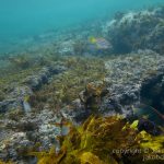 jakobdezwart-underwater-gordon'sbay-5813
