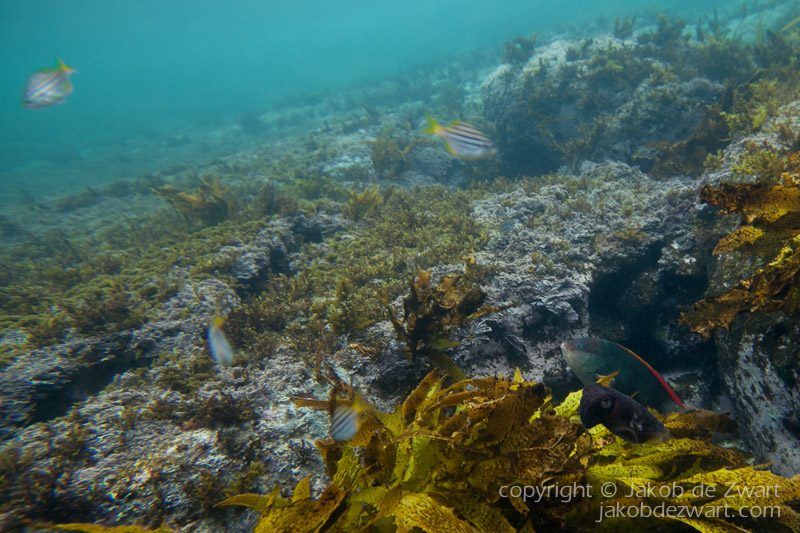 jakobdezwart-underwater-gordon'sbay-5813