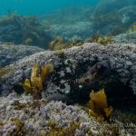 jakobdezwart-underwater-gordon'sbay-5824