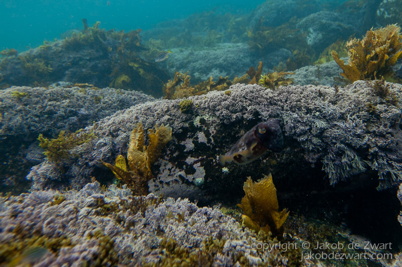 jakobdezwart-underwater-gordon'sbay-5824
