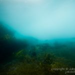 jakobdezwart-underwater-gordon'sbay-6217