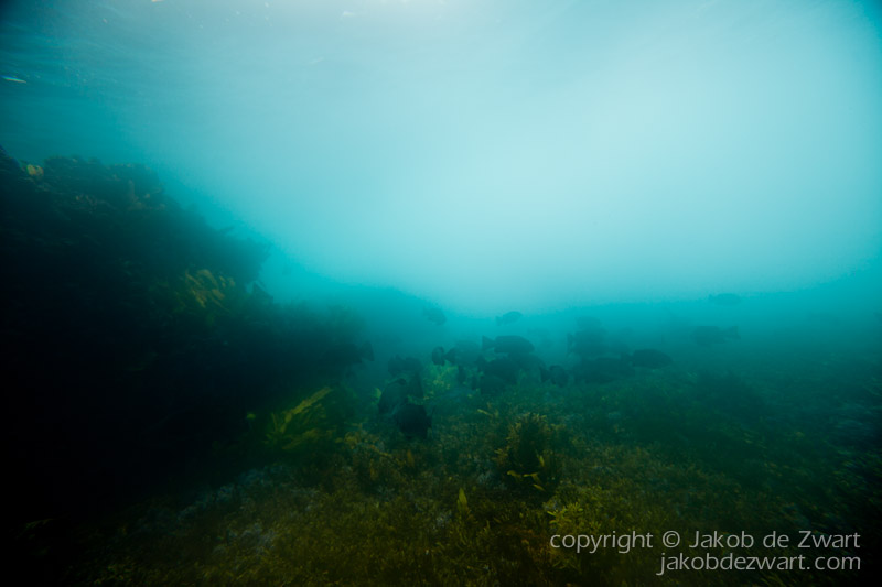 jakobdezwart-underwater-gordon'sbay-6217