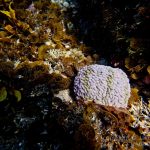 jakobdezwart-underwater-gordon'sbay-6343