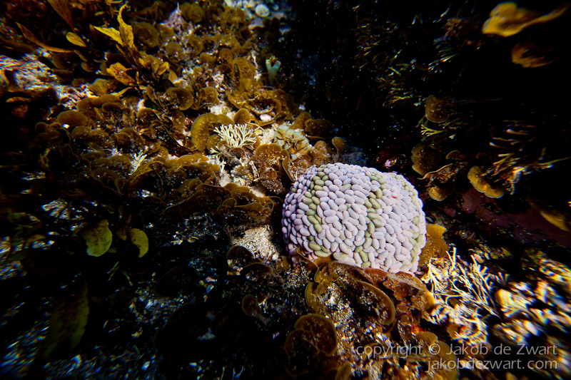 jakobdezwart-underwater-gordon'sbay-6343