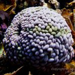 jakobdezwart-underwater-gordon'sbay-6358