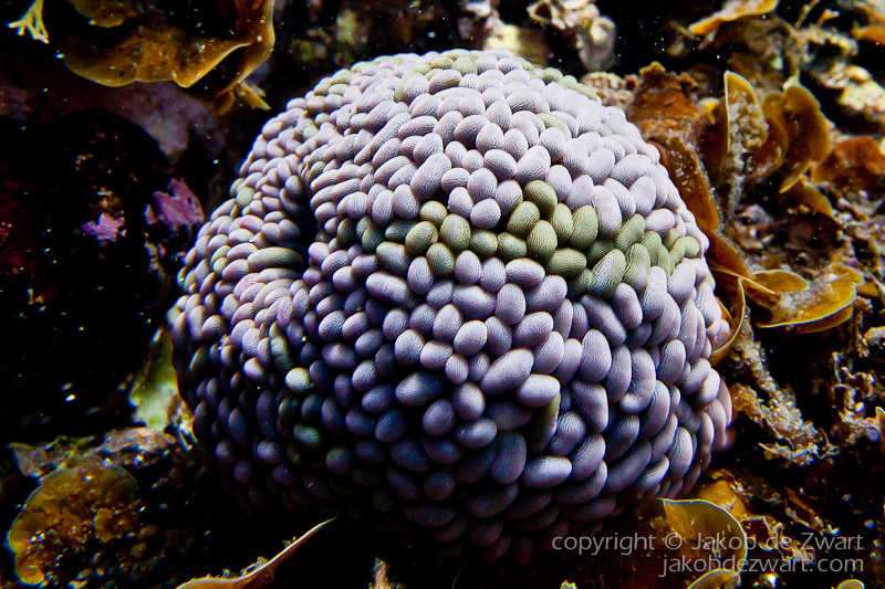 jakobdezwart-underwater-gordon'sbay-6358