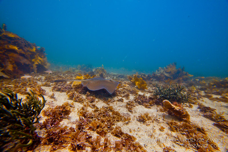 jakobdezwart-underwater-gordon'sbay-6381