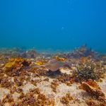 jakobdezwart-underwater-gordon'sbay-6384