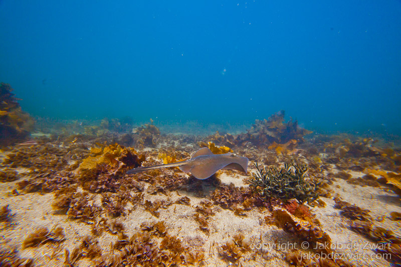 jakobdezwart-underwater-gordon'sbay-6384