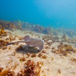jakobdezwart-underwater-gordon'sbay-6388