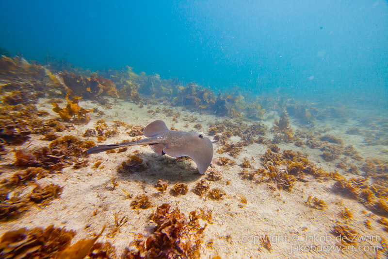jakobdezwart-underwater-gordon'sbay-6388