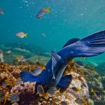 jakobdezwart-underwater-gordon'sbay-6547