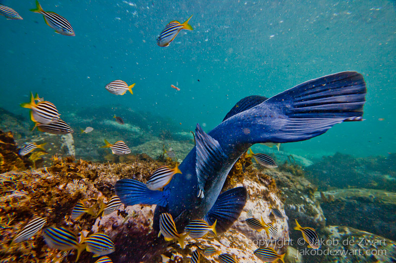 jakobdezwart-underwater-gordon'sbay-6547