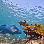jakobdezwart-underwater-gordon'sbay-6618