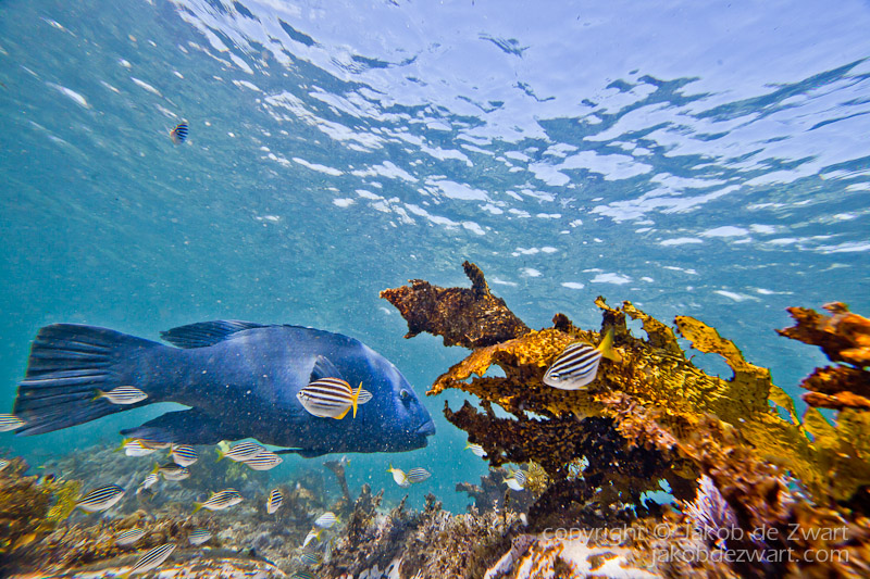 jakobdezwart-underwater-gordon'sbay-6618