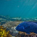 jakobdezwart-underwater-gordon'sbay-6649