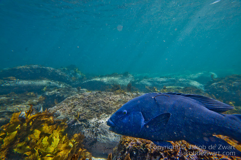 jakobdezwart-underwater-gordon'sbay-6649