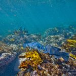 jakobdezwart-underwater-gordon'sbay-6656