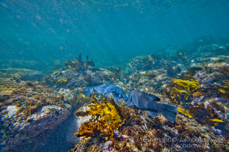 jakobdezwart-underwater-gordon'sbay-6656