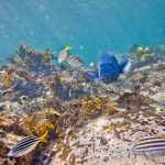 jakobdezwart-underwater-gordon'sbay-6716