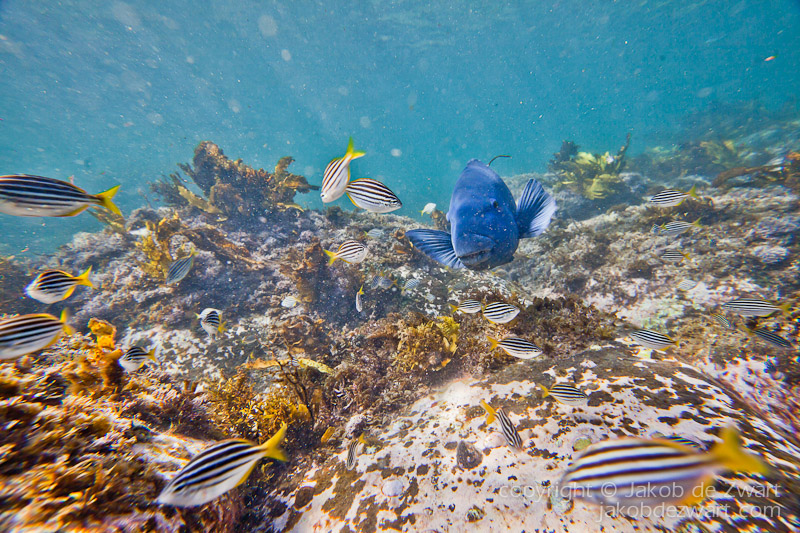 jakobdezwart-underwater-gordon'sbay-6716