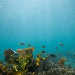 jakobdezwart-underwater-gordon'sbay-7050