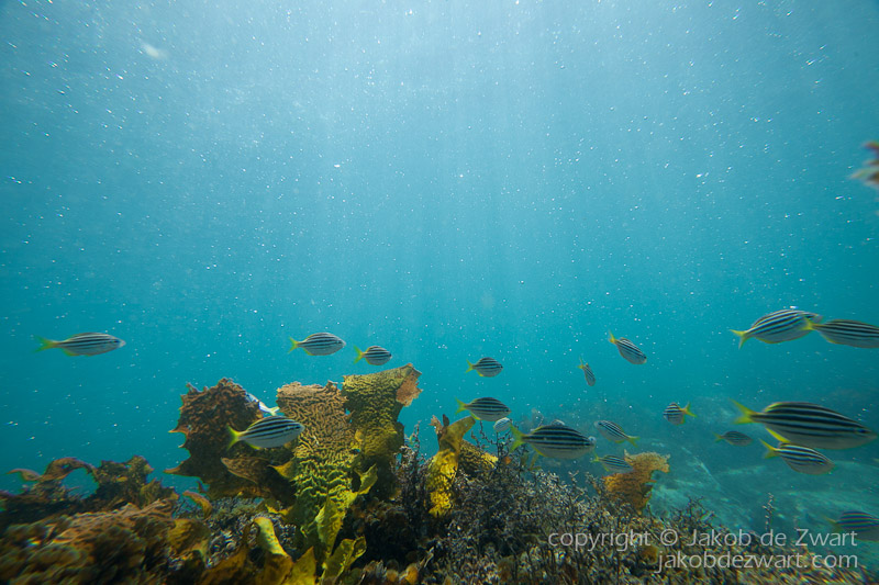 jakobdezwart-underwater-gordon'sbay-7050