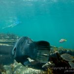 jakobdezwart-underwater-gordon'sbay-7150