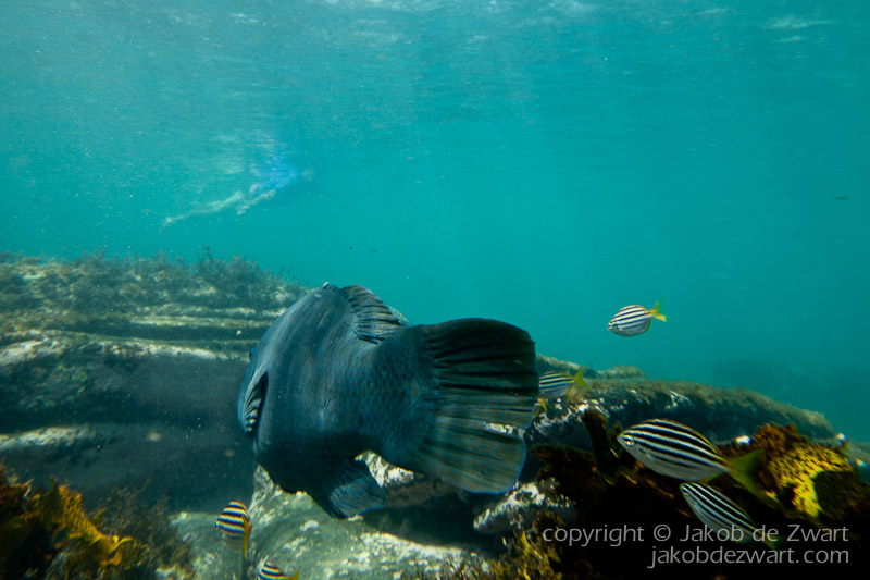 jakobdezwart-underwater-gordon'sbay-7150
