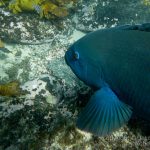 jakobdezwart-underwater-gordon'sbay-7168