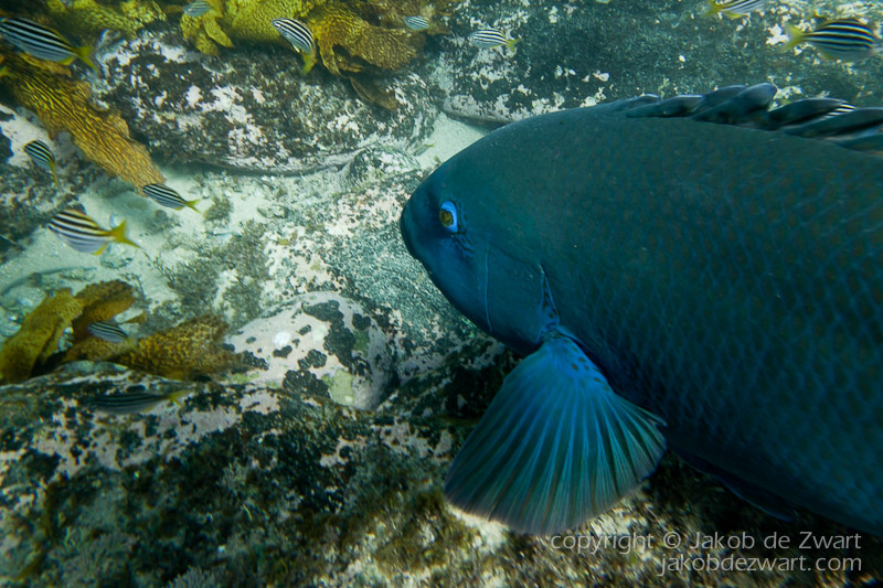 jakobdezwart-underwater-gordon'sbay-7168