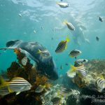 jakobdezwart-underwater-gordon'sbay-7195