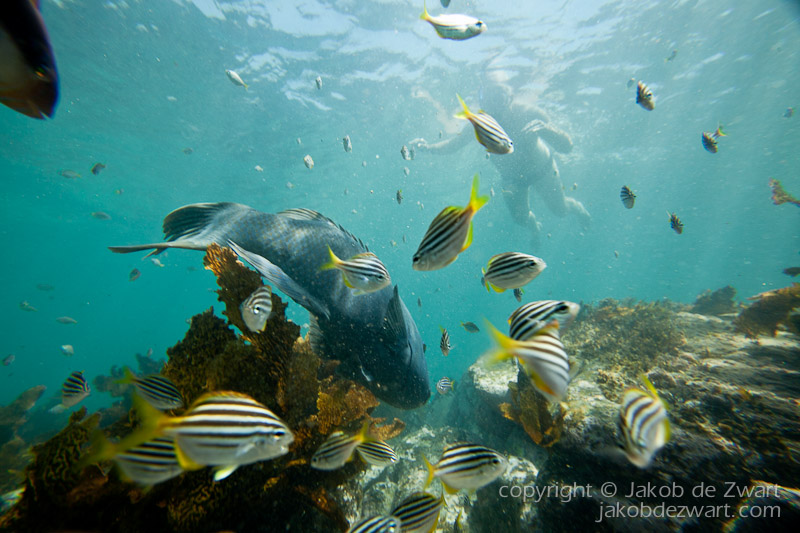 jakobdezwart-underwater-gordon'sbay-7195